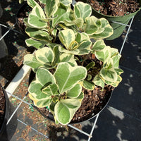 Ficus Triangularis