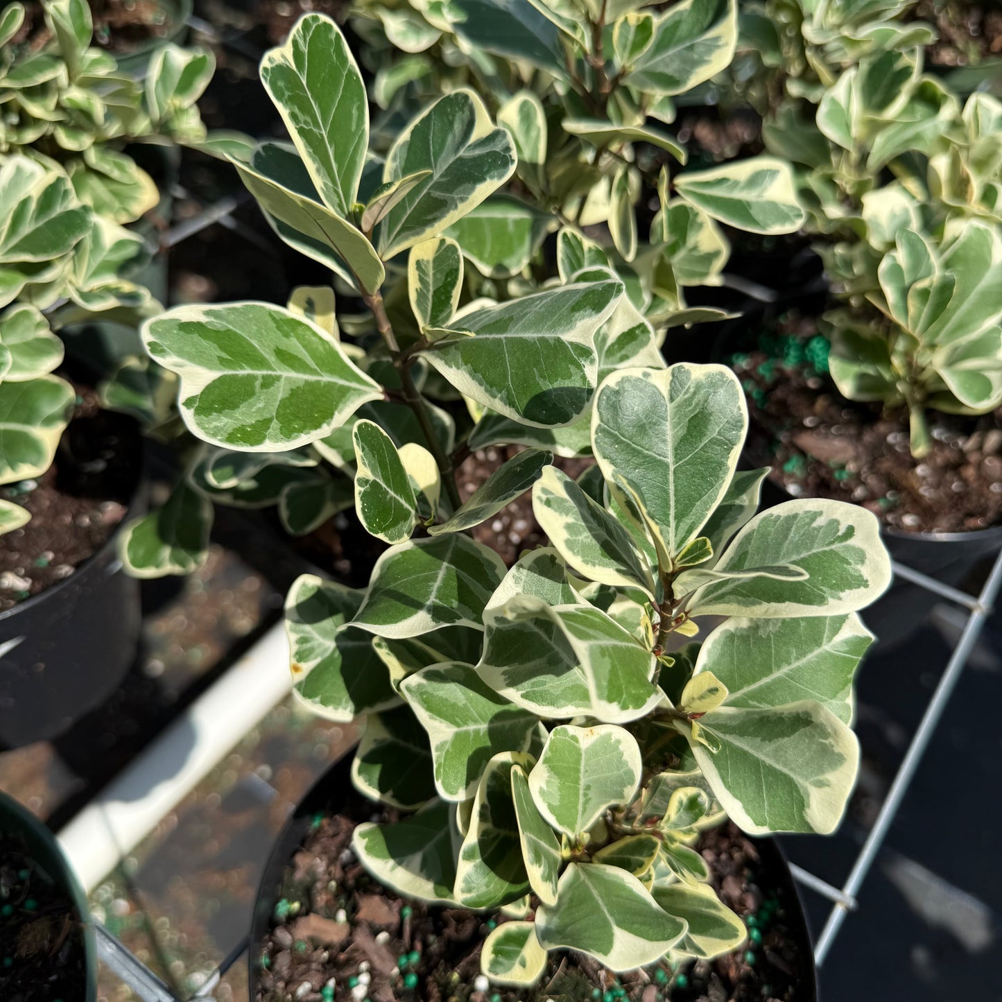 Ficus Triangularis