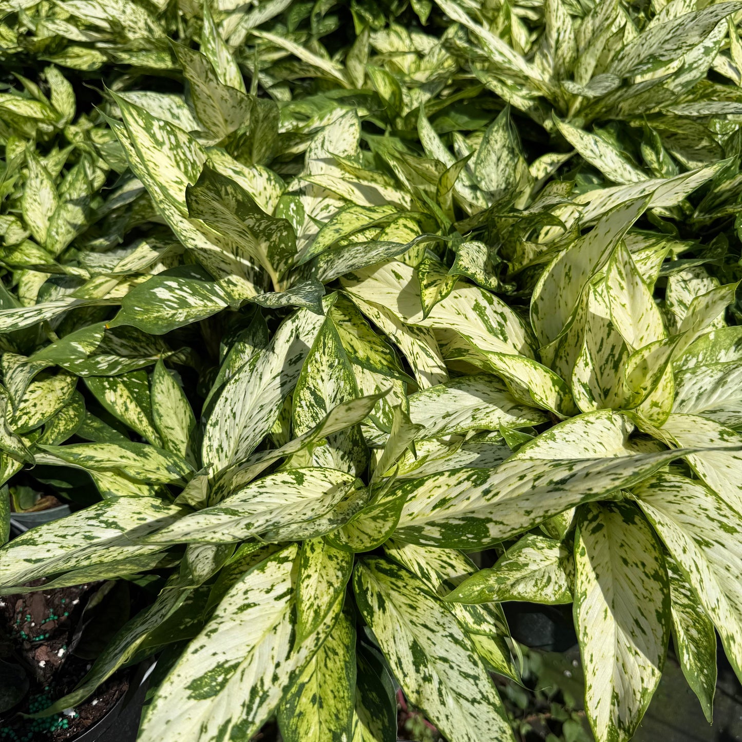Dieffenbachia Starbright