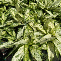 Dieffenbachia Starbright