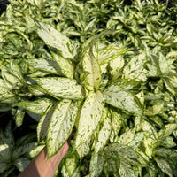 Dieffenbachia Starbright