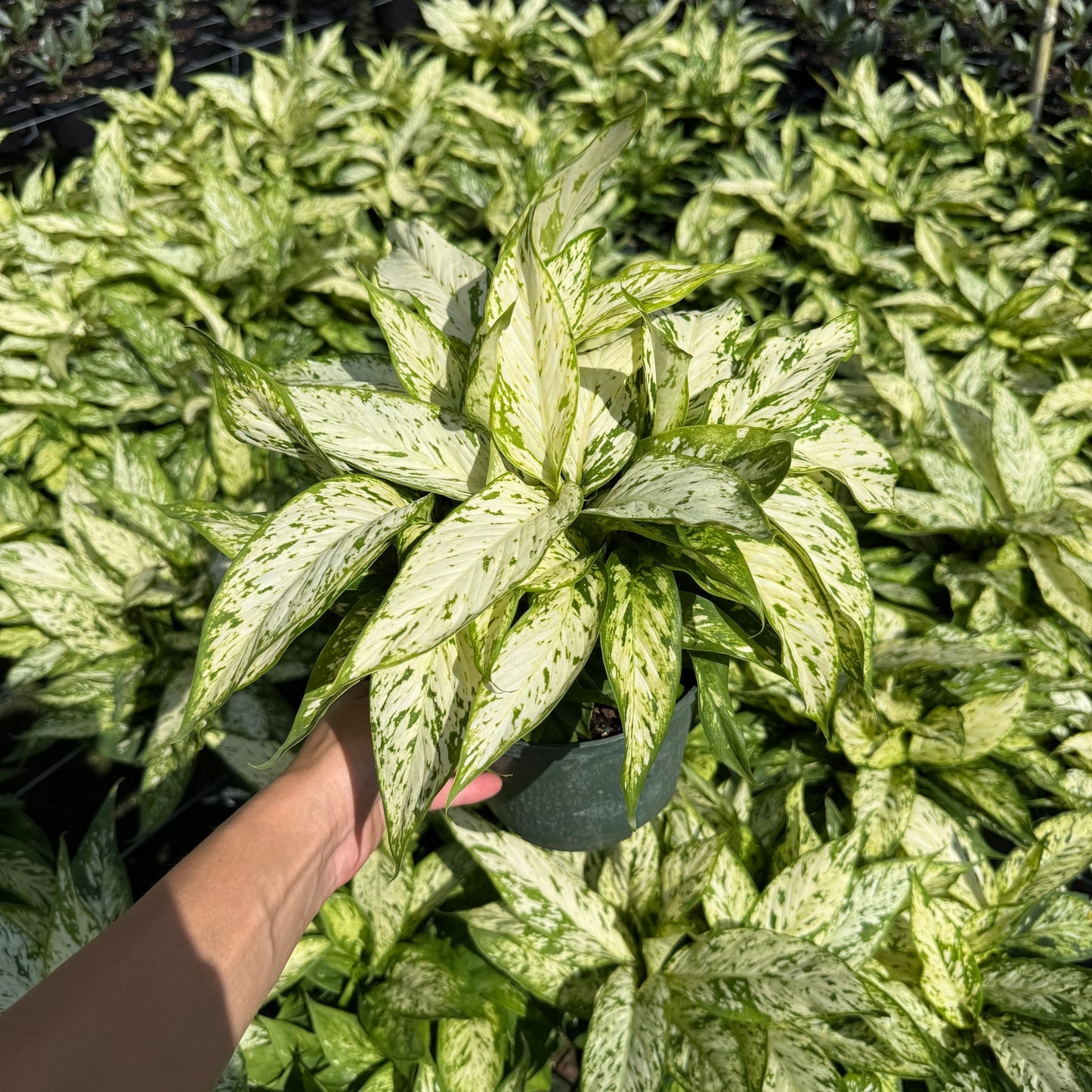 Dieffenbachia Starbright