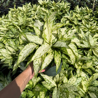 Dieffenbachia Starbright