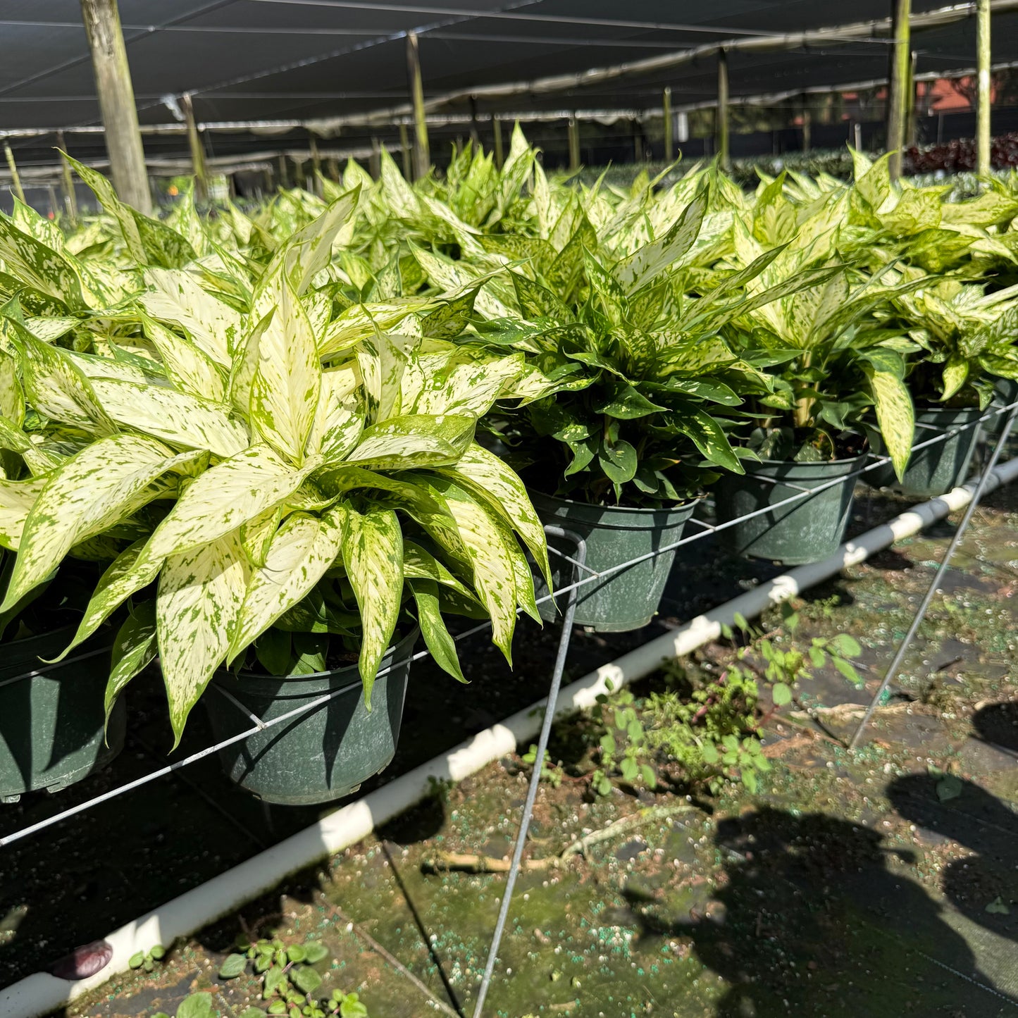 Dieffenbachia Starbright