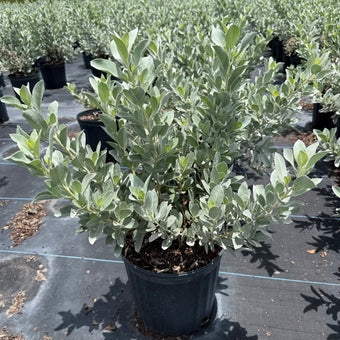 Bottonwood Silver