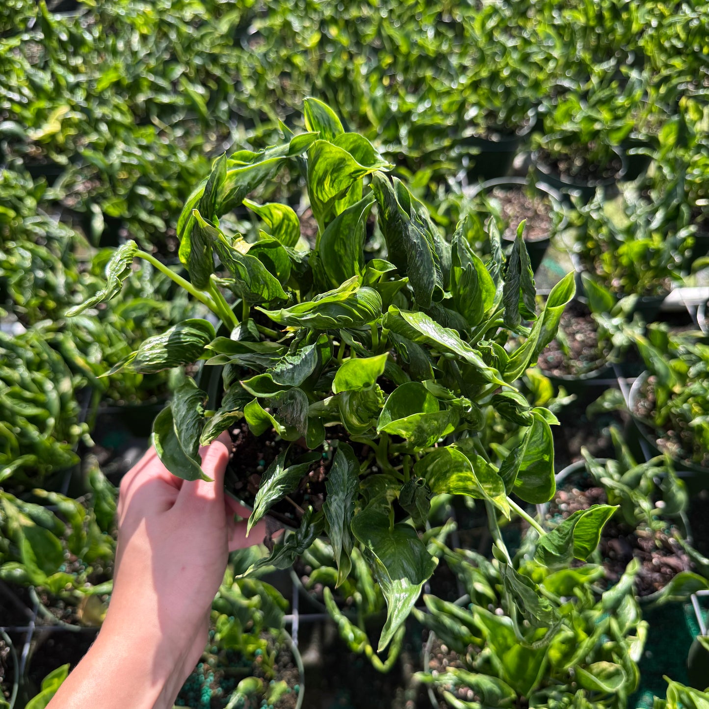 Epipremnum Shangri-La 6”