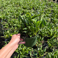 Epipremnum Shangri-La 6”