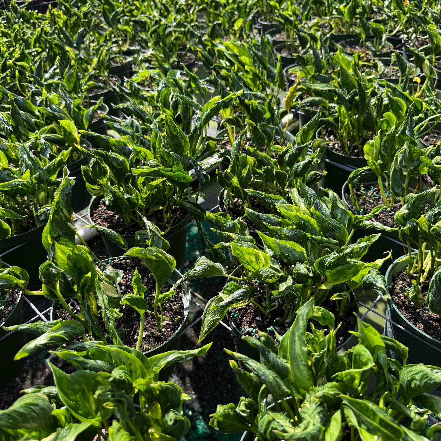 Epipremnum Shangri-La 6”