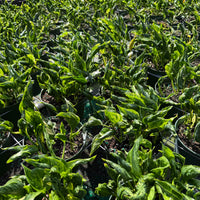 Epipremnum Shangri-La 6”