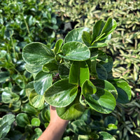Peperomia Golden gate 4"