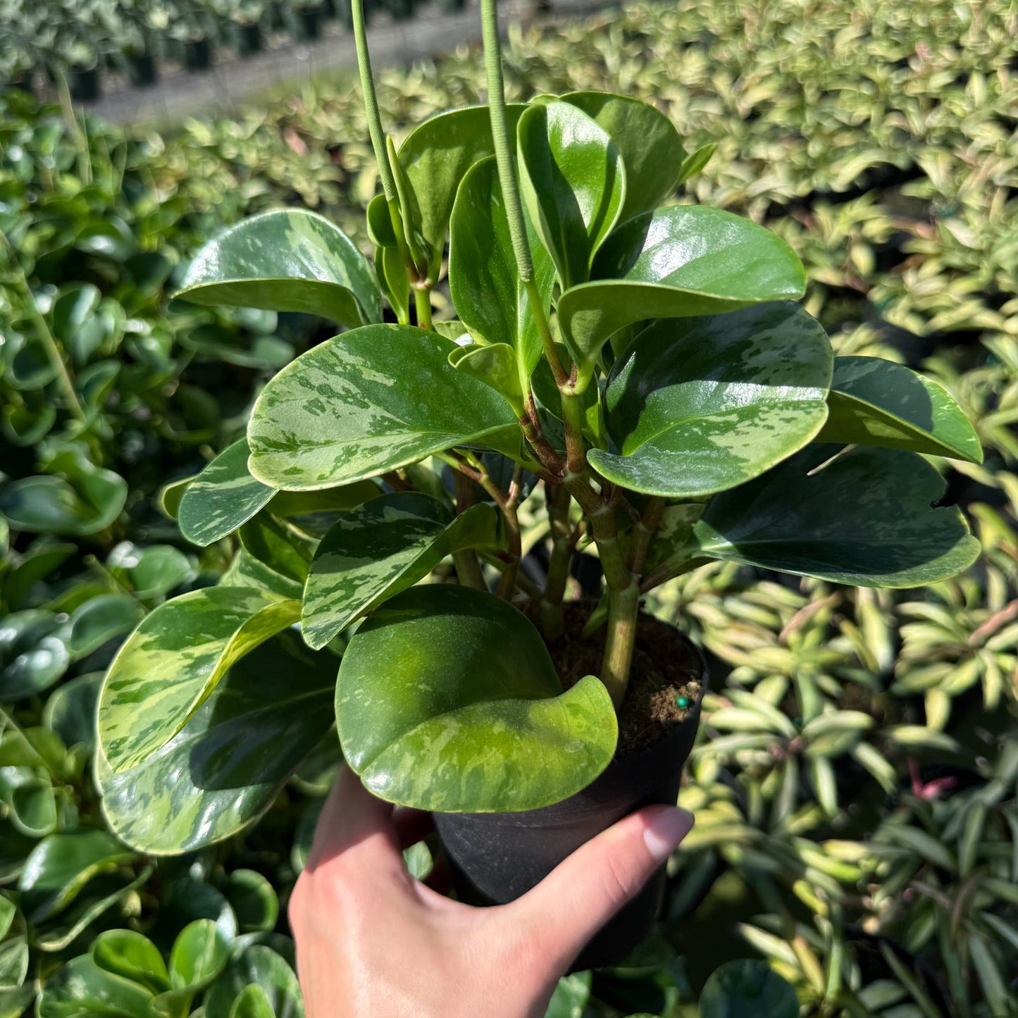 Peperomia Golden gate 4"