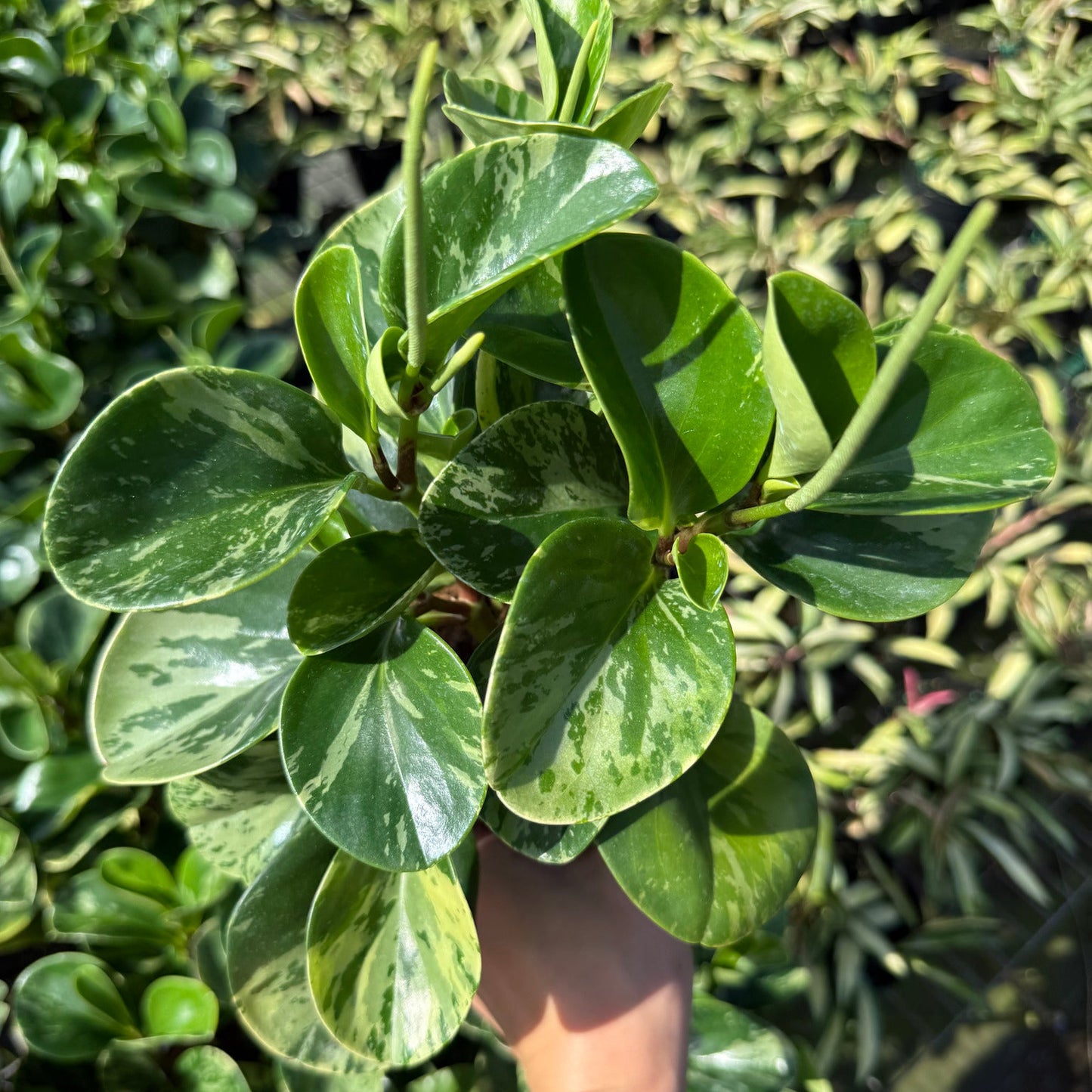 Peperomia Golden gate 4"