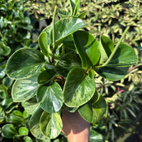 Peperomia Golden gate 4"