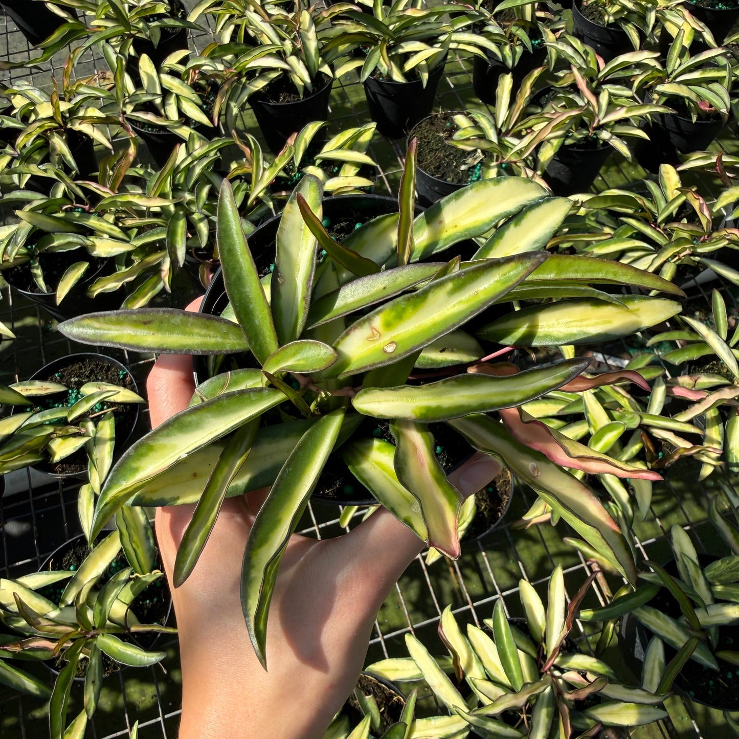 Hoya wayetii Tricolor