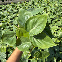 Monstera Deliciosa 10”