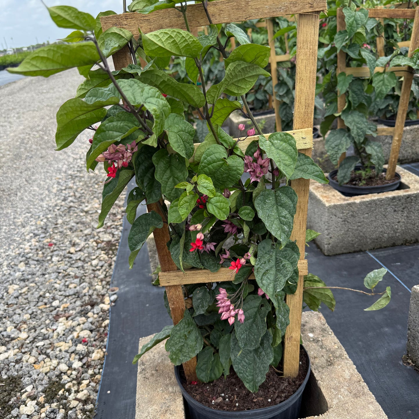 нов