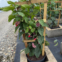 нов