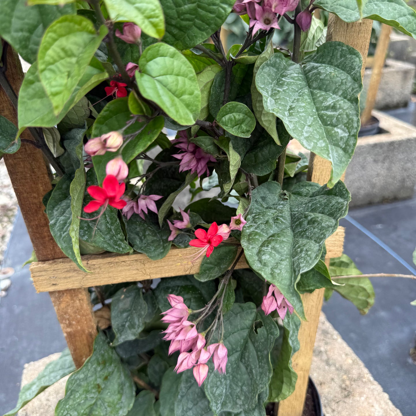 нов
