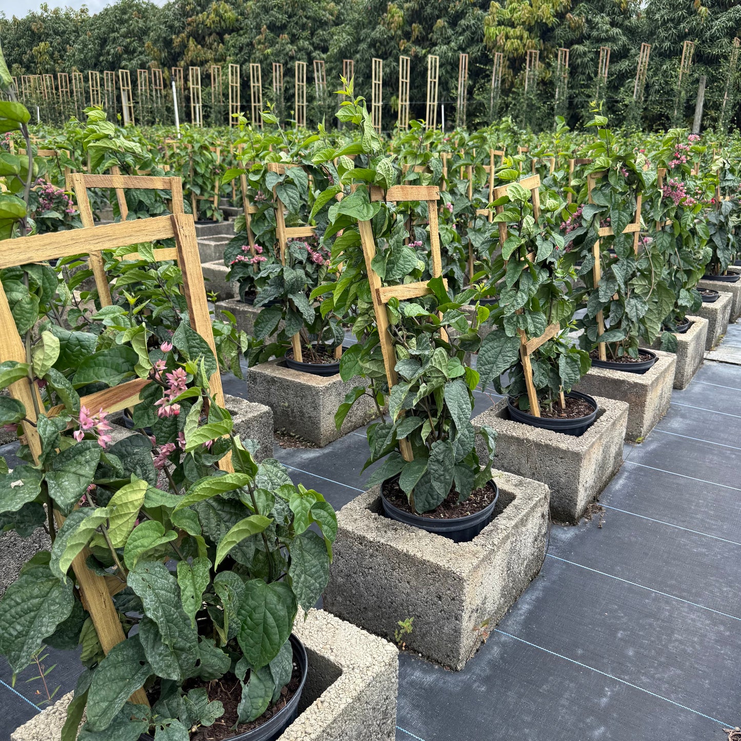 нов