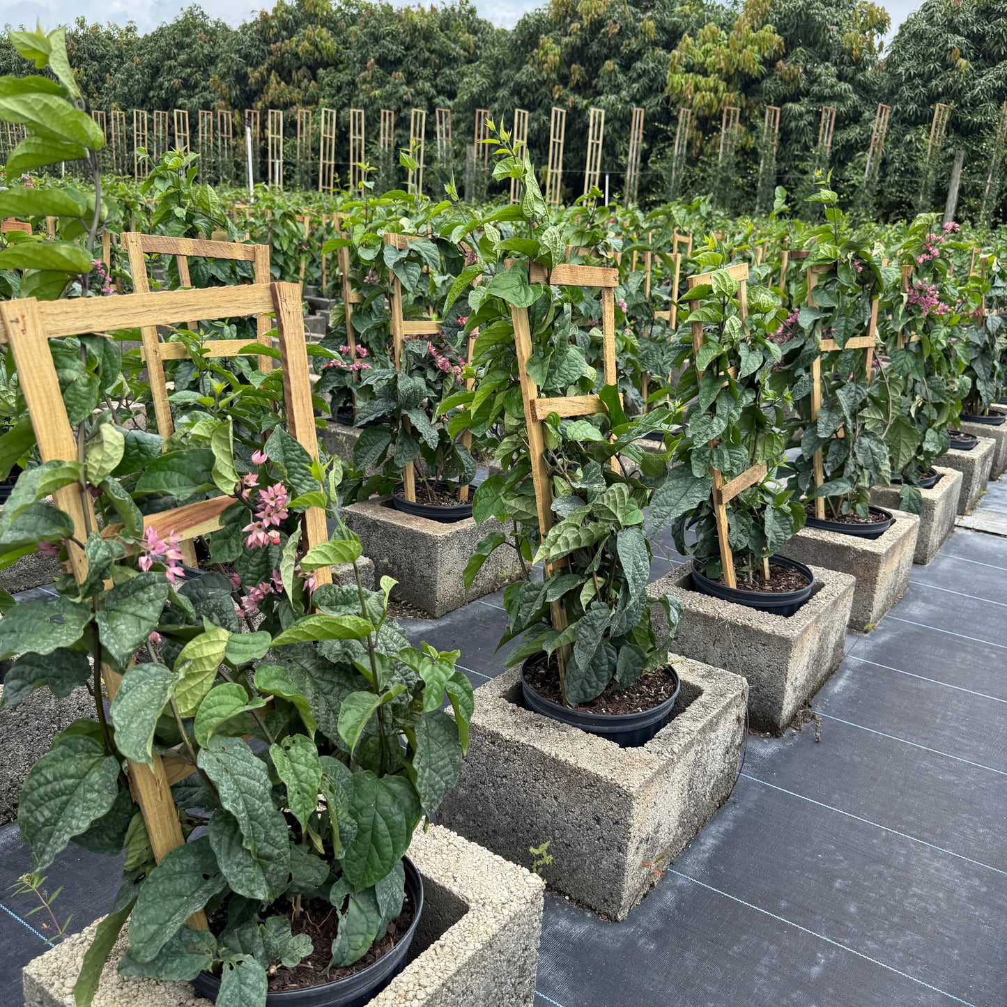 нов