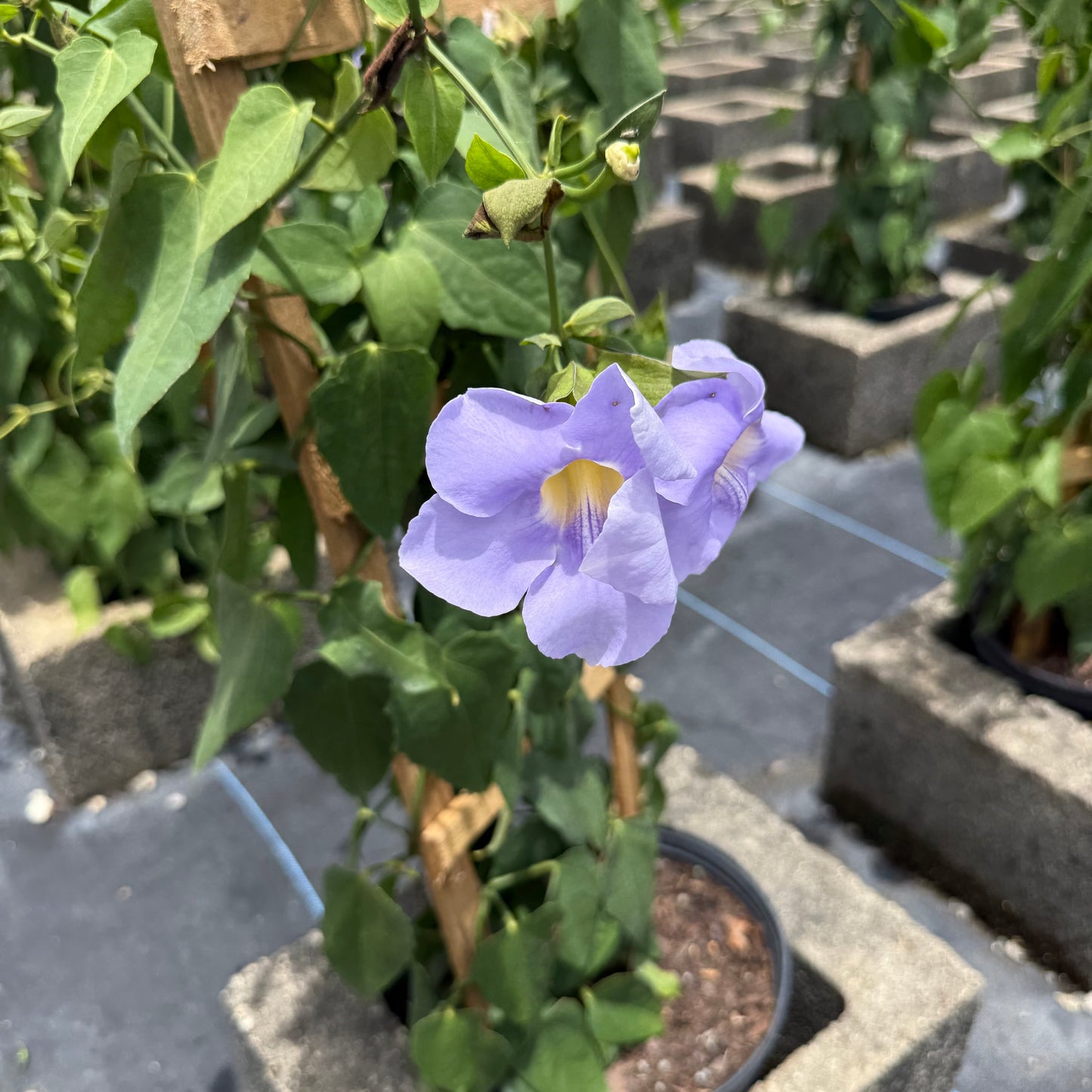 нов