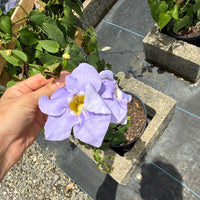 нов