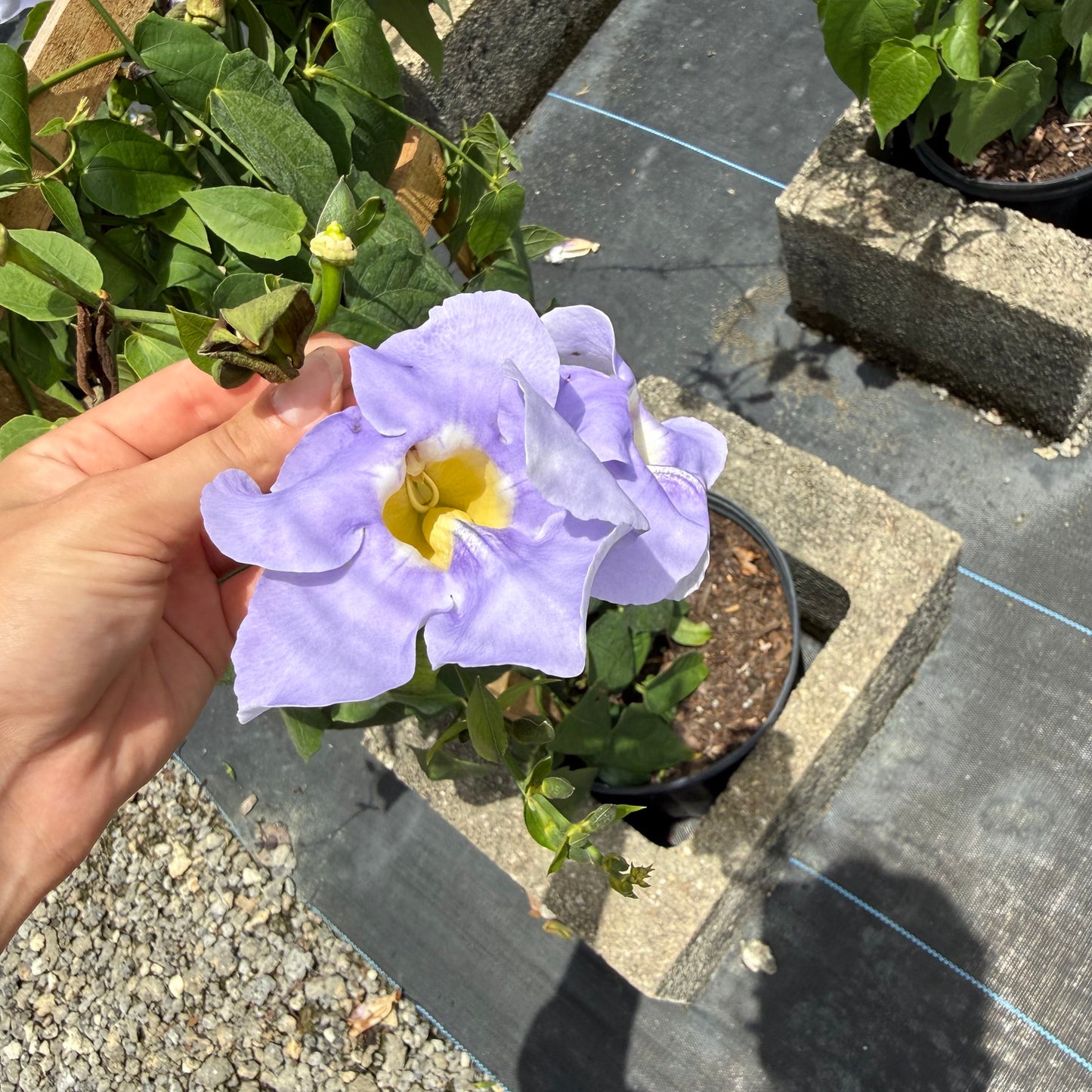 нов