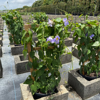 нов