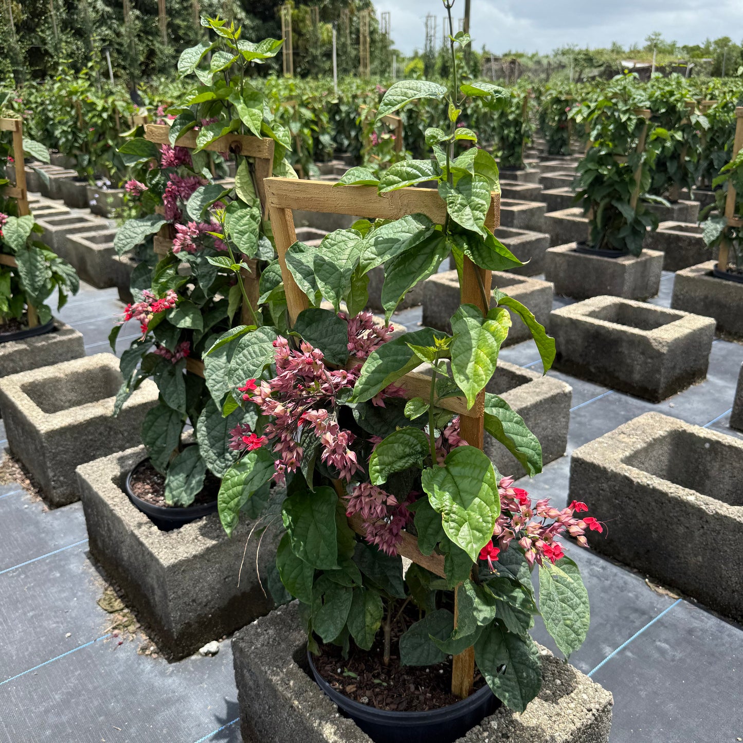 нов