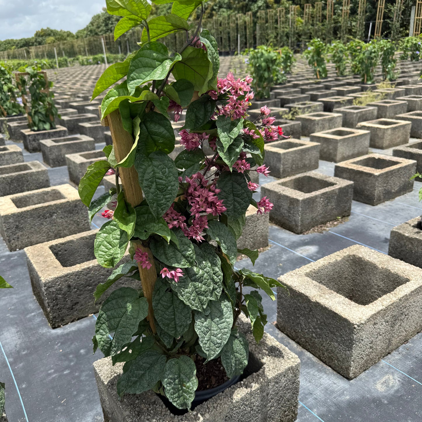 нов