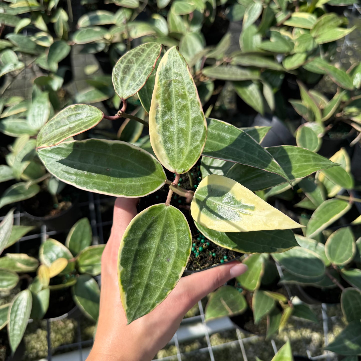 Hoya Macrophylla Variegata 4”