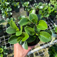 Peperomia Green 4"