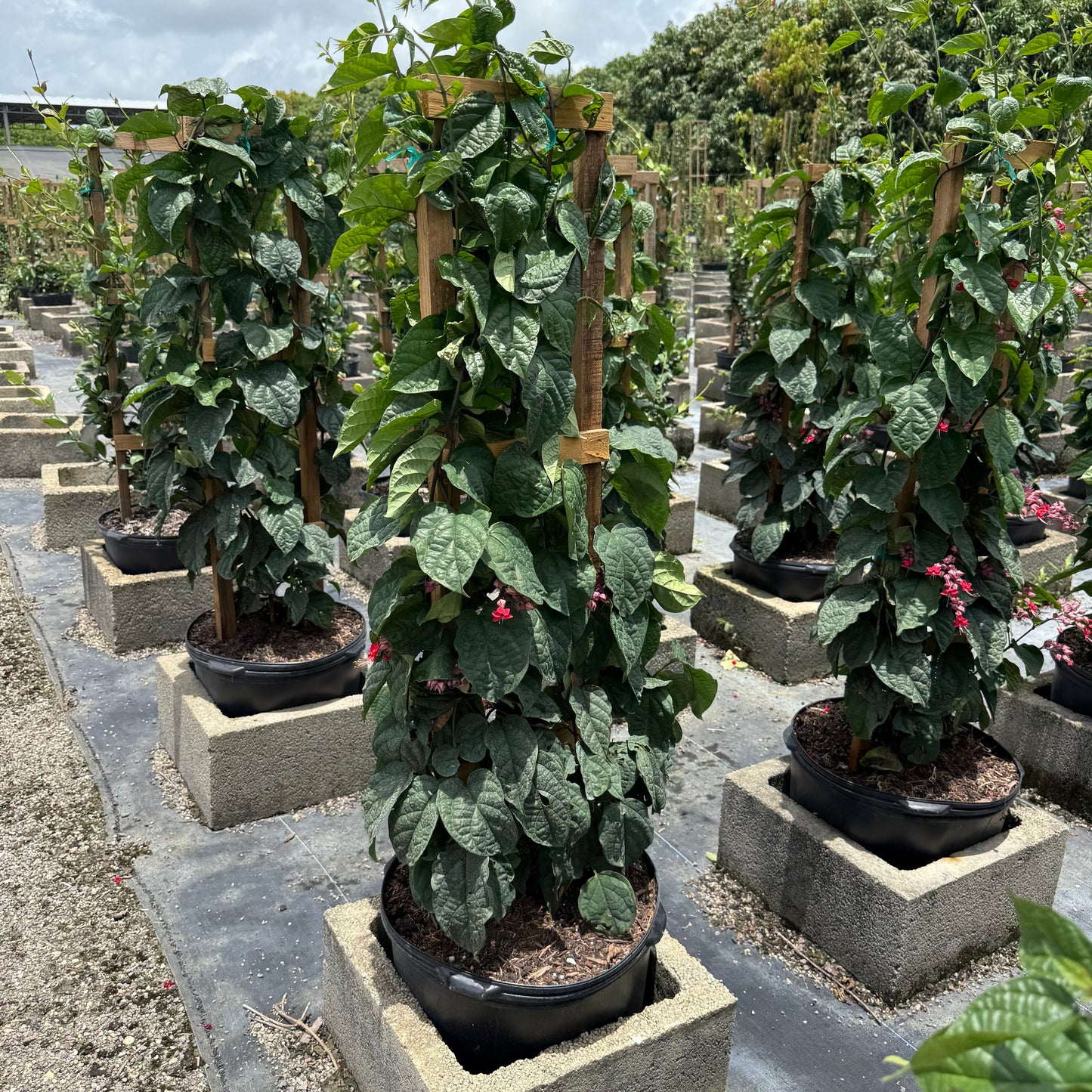 нов
