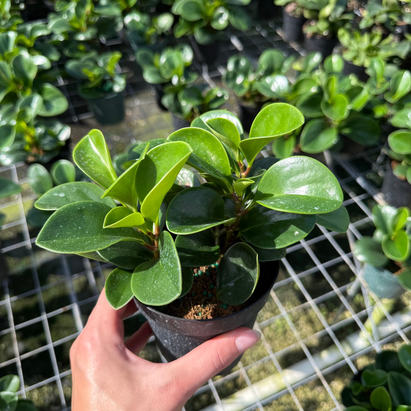 Peperomia Green 4"