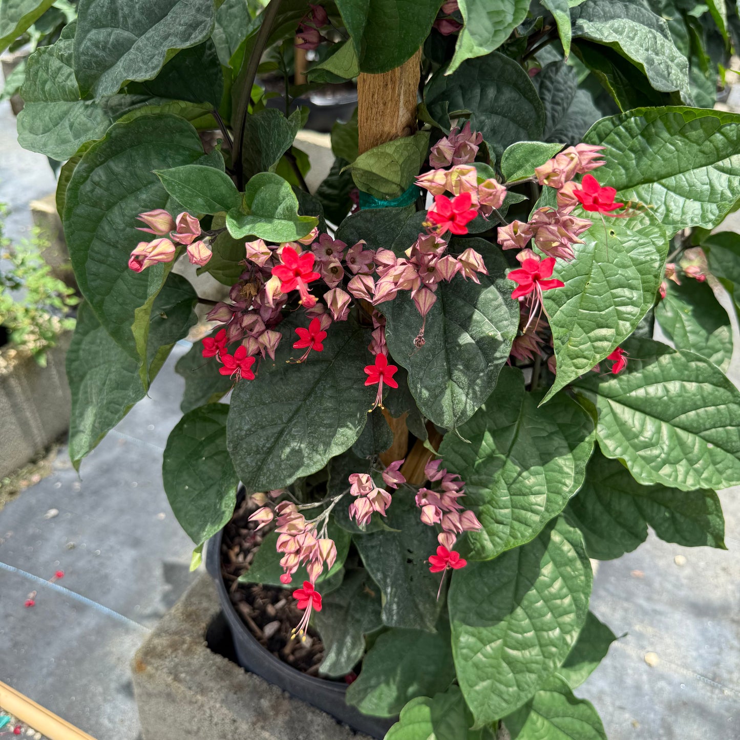 нов