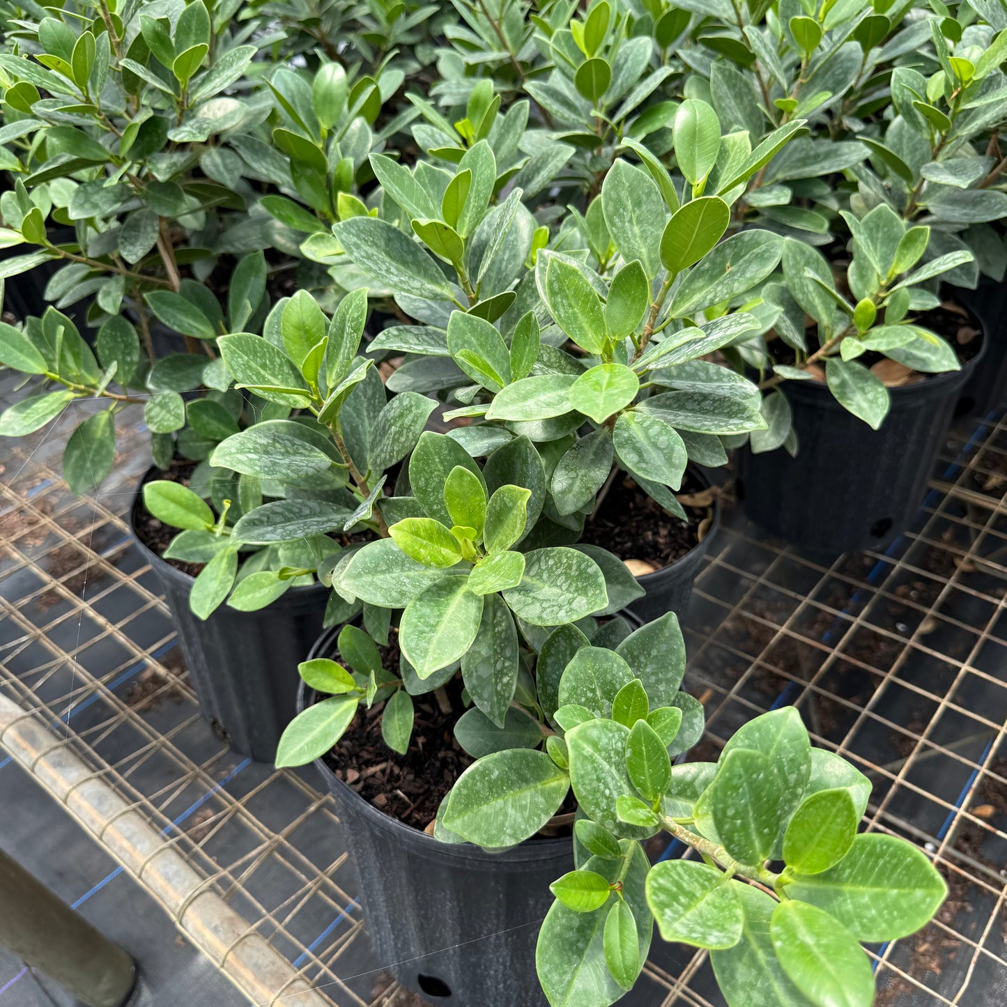 Ficus Green Island
