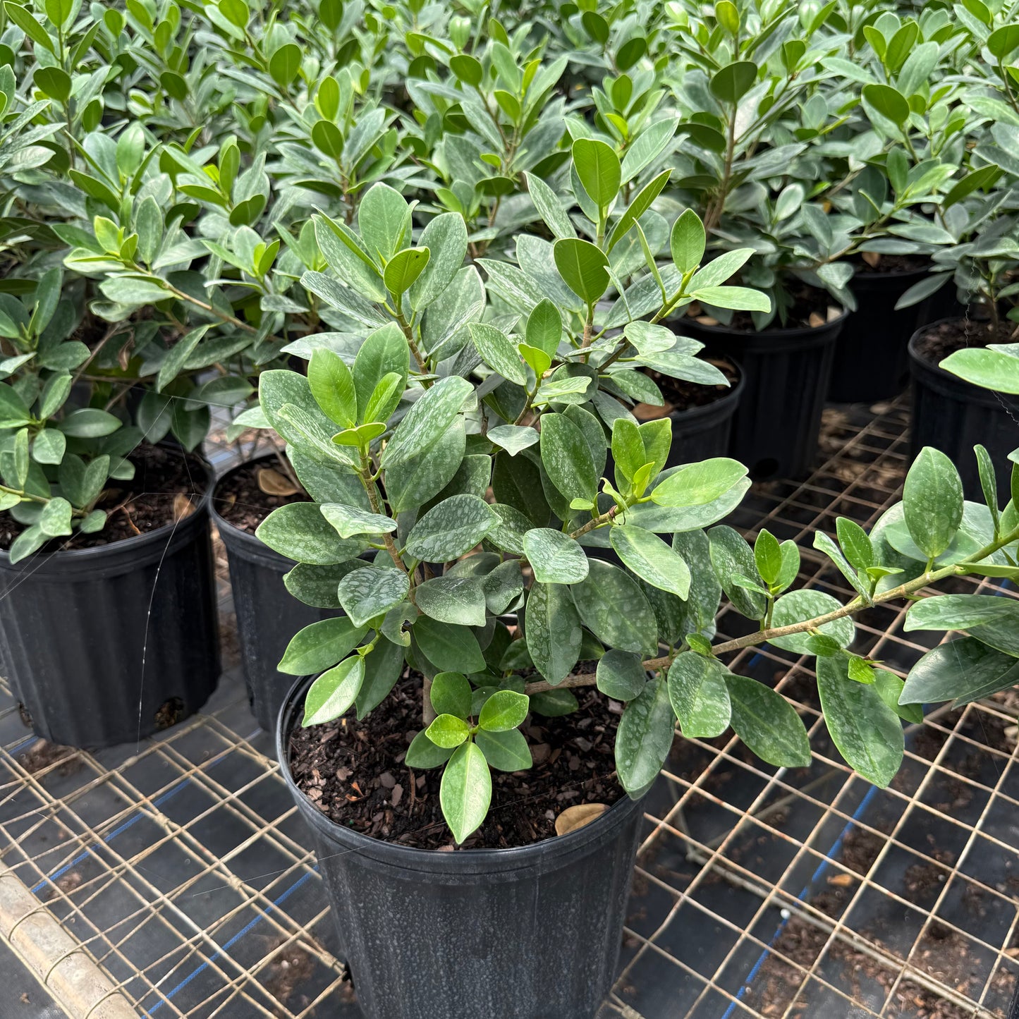 Ficus Green Island