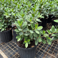 Ficus Green Island