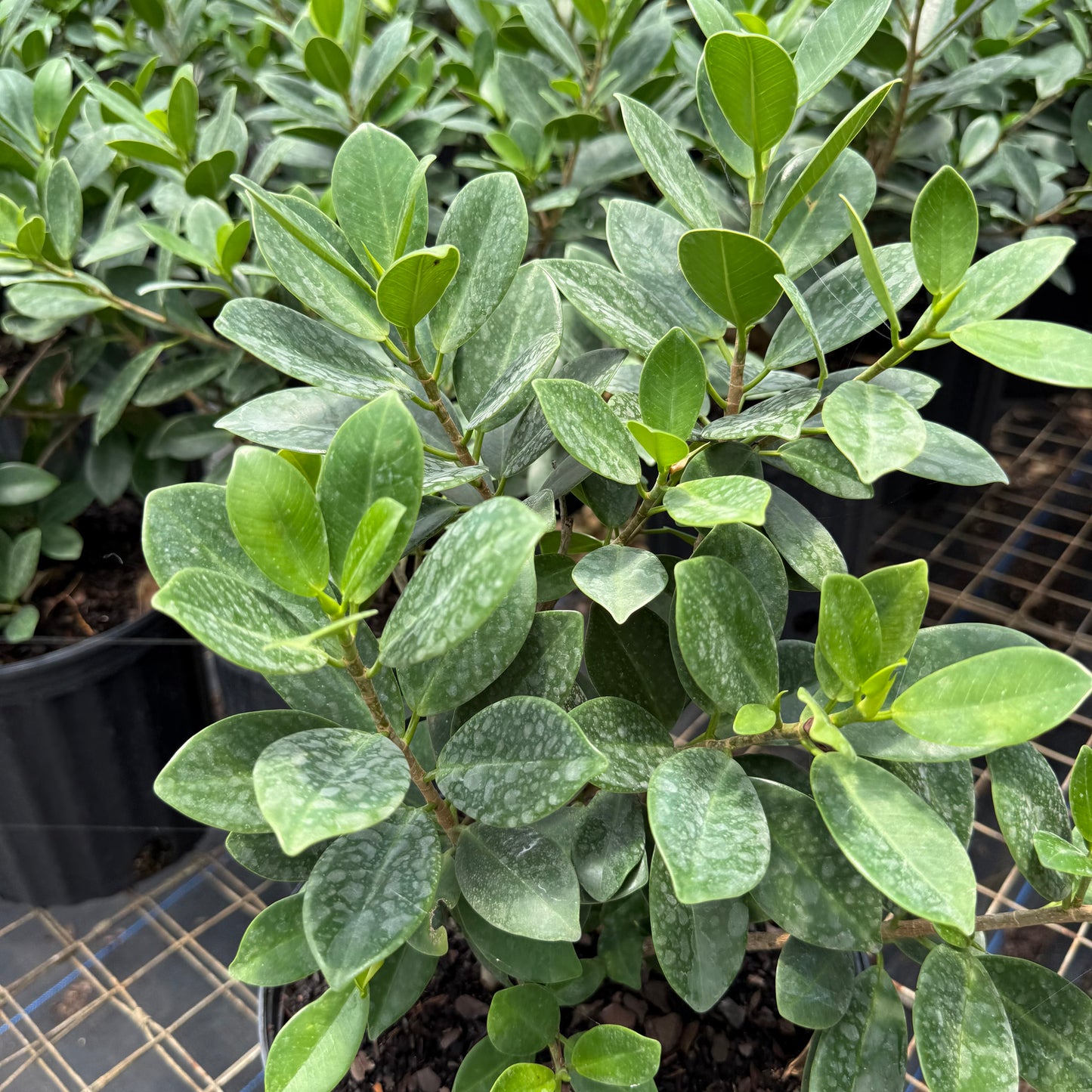 Ficus Green Island