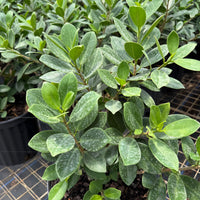 Ficus Green Island