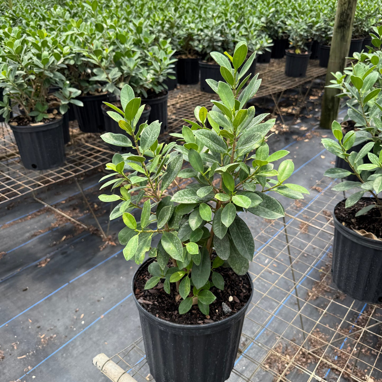 Ficus Green Island