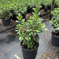 Ficus Green Island