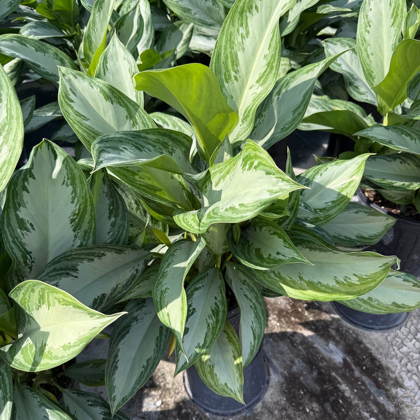 Aglaonema Silver Bay 6"
