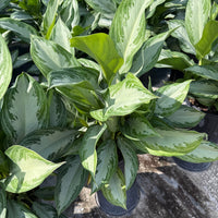 Aglaonema Silver Bay 6"