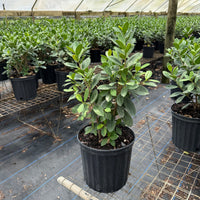 Ficus Green Island