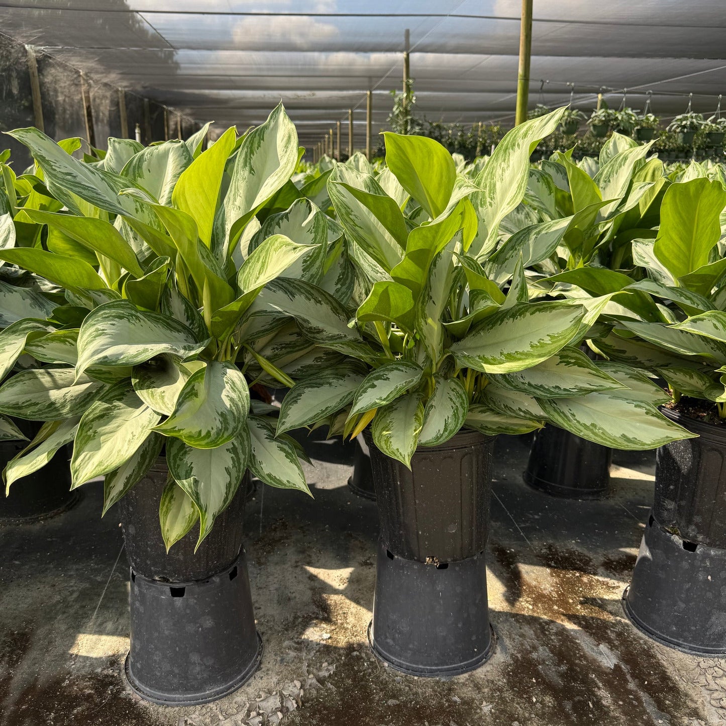 Aglaonema Silver Bay 6"