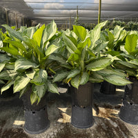Aglaonema Silver Bay 6"