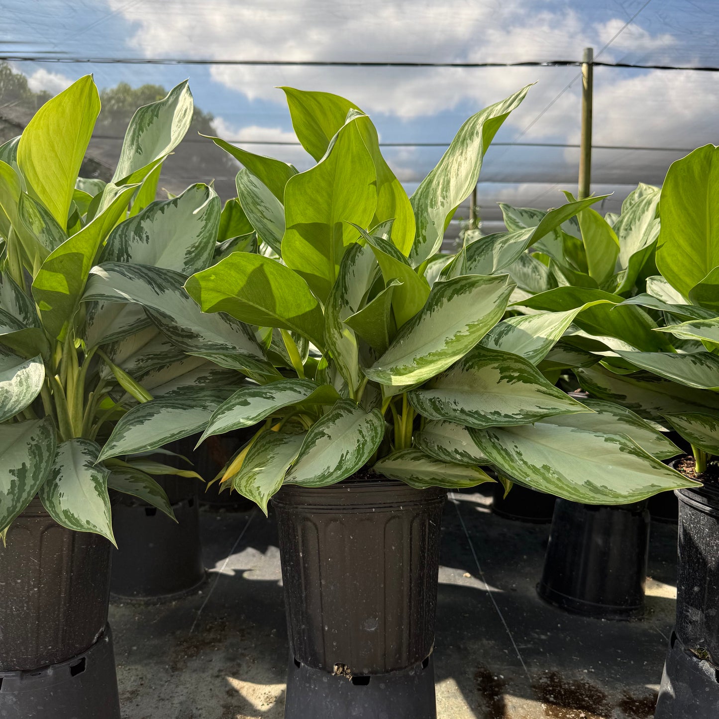 Aglaonema Silver Bay 6"