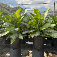 Aglaonema Silver Bay 6"