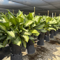 Aglaonema Silver Bay 6"